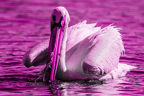 Algae Beaked Pelican Fishes For Salamanders (Pink Tone)
