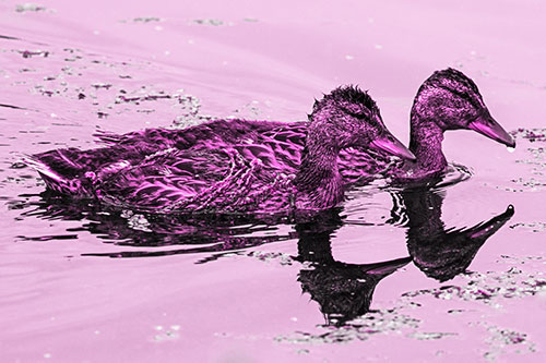 Algae Coated Female Mallard Ducks Swimming In Unison (Pink Tone Photo)