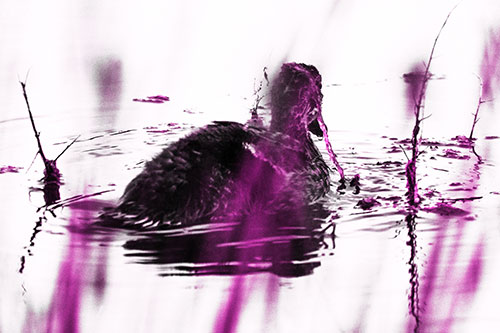 Algae Covered Loch Ness Mallard Monster Duck (Pink Tone Photo)