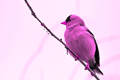 American Goldfinch Perched Along Slanted Branch (Pink Tone Photo)