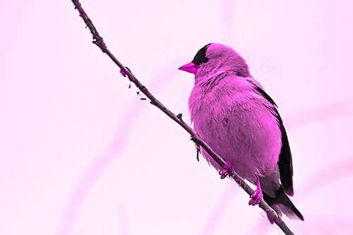 American Goldfinch Perched Along Slanted Branch (Pink Tone)