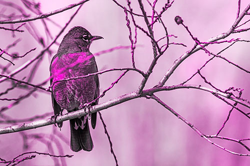 American Robin Looking Sideways Among Twisting Tree Branches (Pink Tone Photo)