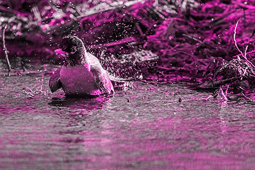 American Robin Splashing River Water (Pink Tone Photo)