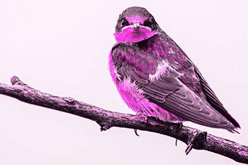 Angry Barn Swallow Looking Backwards (Pink Tone)