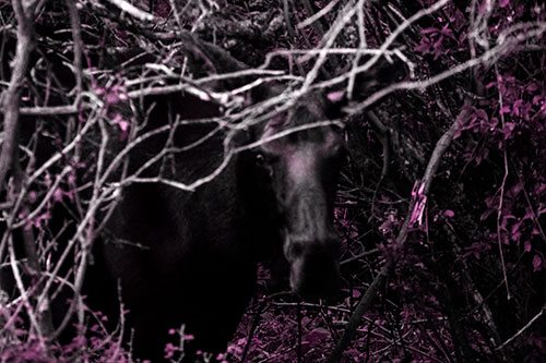 Angry Faced Moose Behind Tree Branches (Pink Tone Photo)