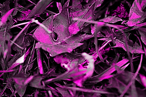 Angry Rotting Triangular Leaf Face (Pink Tone)