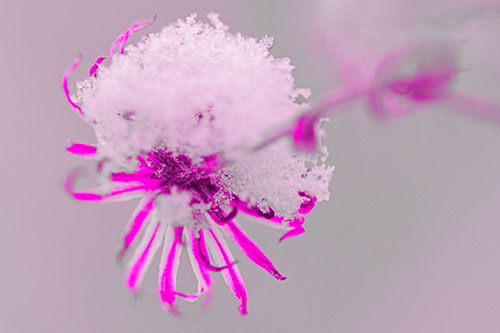 Angry Snow Faced Aster Screaming Among Cold (Pink Tone Photo)