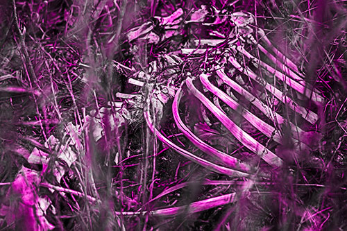 Animal Skeleton Remains Resting Beyond Plants (Pink Tone Photo)