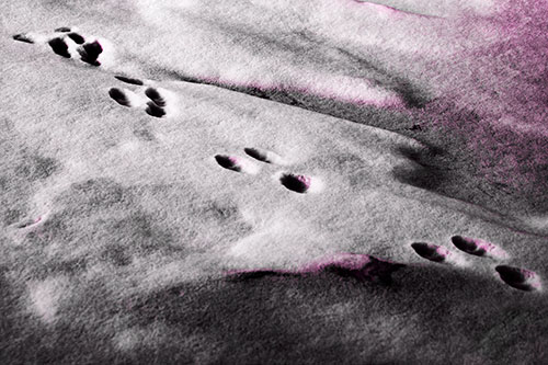 Animal Snow Footprint Trail (Pink Tone Photo)