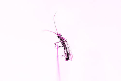 Ant Clinging Atop Piece Of Grass (Pink Tone Photo)