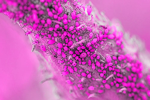 Aphid Colony Gathered Among Milkweed Stem (Pink Tone)