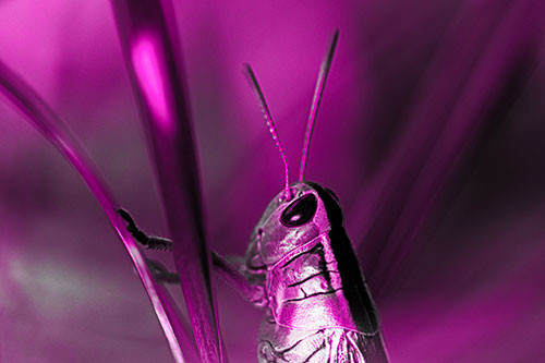 Arm Resting Grasshopper Watches Surroundings (Pink Tone Photo)