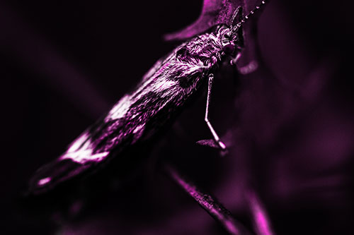 Arm Resting Leaf Blotch Miner Moth (Pink Tone Photo)