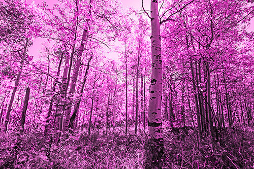 Aspen Trees Illuminate Among Sunshine (Pink Tone Photo)
