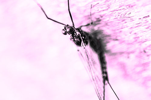 Back Bending Big Eyed Mayfly Resting (Pink Tone)