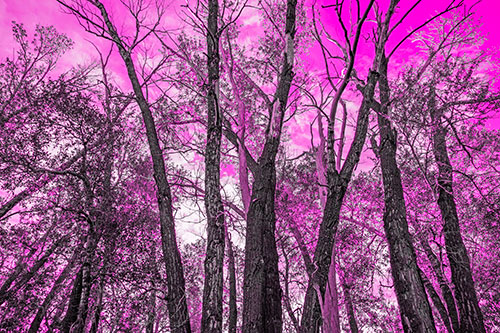 Bark Peeling Trees Going Bald Among Sunlight (Pink Tone)