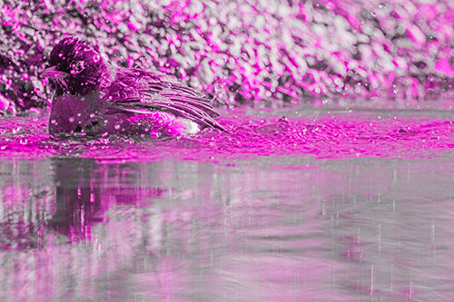 Bathing American Robin Splashing Water Along Shoreline (Pink Tone Photo)