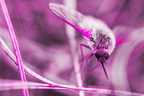 Bee Fly Balances Atop Dried Grass Blades (Pink Tone)