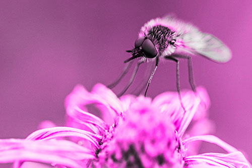 Bee Fly Standing Atop Gumplant Petals (Pink Tone)