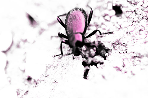 Beetle Beside Dirt Hole (Pink Tone Photo)