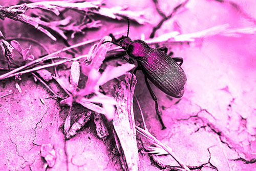 Beetle Searching Dry Land For Food (Pink Tone Photo)