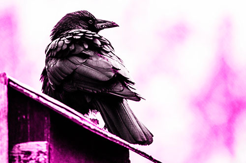 Big Crow Too Large For Bird House (Pink Tone Photo)