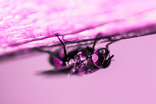 Big Eyed Blow Fly Perched Upside Down (Pink Tone Photo)
