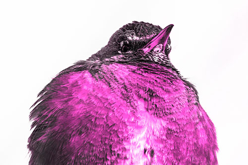 Big Puffy American Robin Enjoys Sunrise (Pink Tone)