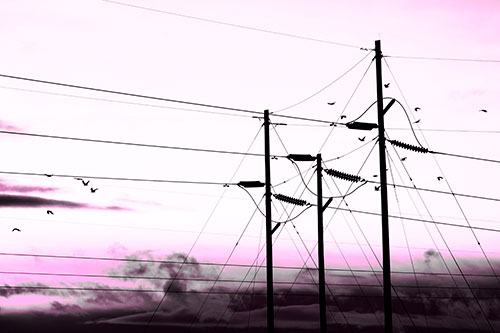 Bird Flock Flying Behind Powerline Sunset (Pink Tone Photo)