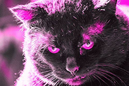 Black Cat Plotting Among Sunlight (Pink Tone)