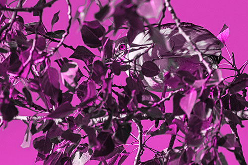 Black Crowned Night Heron Hiding Among Leaves (Pink Tone)