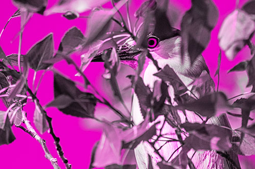 Black Crowned Night Heron Keeping Watch Among Leaves (Pink Tone)