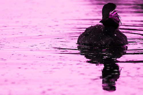 Black Necked Eared Grebe Floating Atop Lake (Pink Tone)