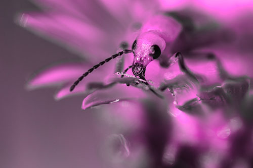 Blister Beetle Feasts Atop Gumplant Flower (Pink Tone)