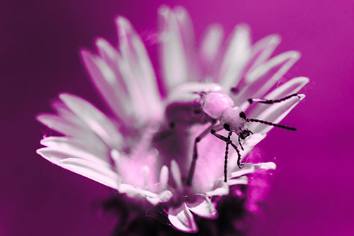 Blister Beetle Guards Gumplant Flower (Pink Tone)