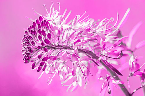 Blossoming Lily Of The Nile Flower (Pink Tone)