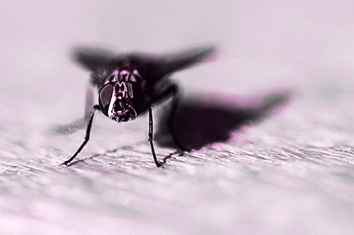 Blow Fly Standing Guard (Pink Tone Photo)