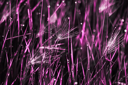 Blurry Water Droplets Clamp Onto Reed Grass (Pink Tone Photo)