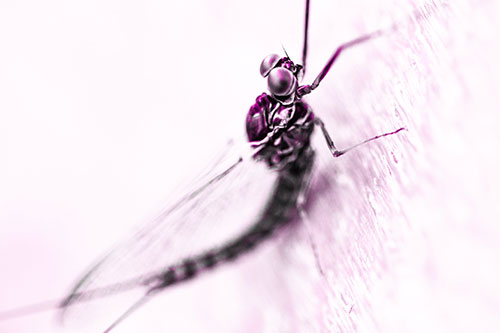 Body Bending Mayfly Resting Vertically (Pink Tone Photo)