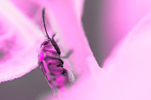 Boxelder Beetle Crawling Up Plant Stem (Pink Tone Photo)