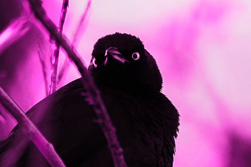 Brewers Blackbird Keeping Watch (Pink Tone Photo)