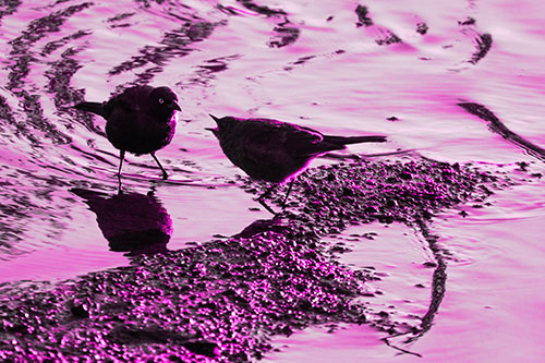 Brewers Blackbirds Feeding Along Shoreline (Pink Tone Photo)