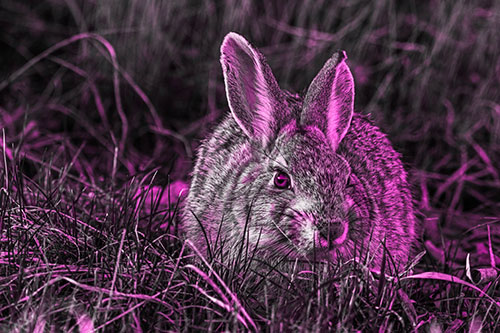 Bunny Rabbit Lying Down Among Grass (Pink Tone Photo)