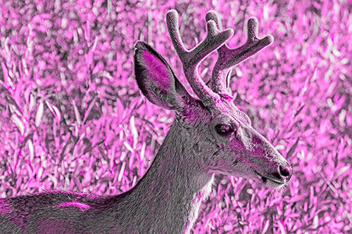 Calm Mule Deer Casually Wandering Around Vegetation (Pink Tone)