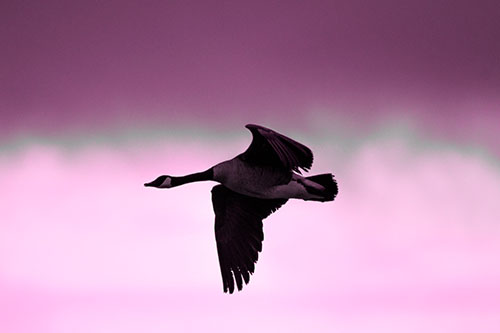 Canadian Goose Flying Among Sunrise (Pink Tone Photo)