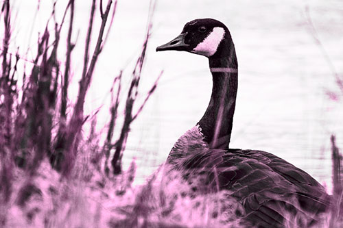 Canadian Goose Hiding Behind Reed Grass (Pink Tone Photo)