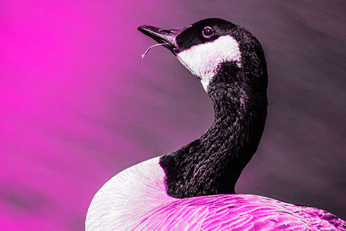 Canadian Goose Munches Single Grass Blade (Pink Tone)