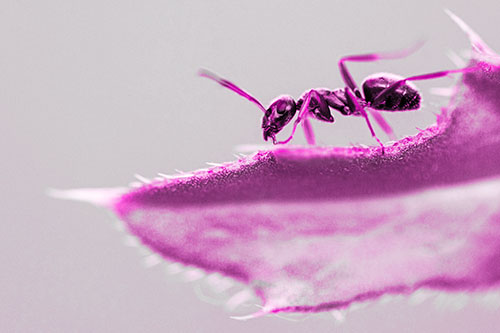 Carpenter Ant Crawls Across Spiky Thistle Leaf (Pink Tone)