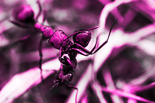 Carpenter Ant Uses Mandible Grips To Haul Dead Corpse (Pink Tone Photo)
