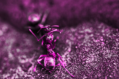 Carpenter Ants Battling Over Territory (Pink Tone Photo)